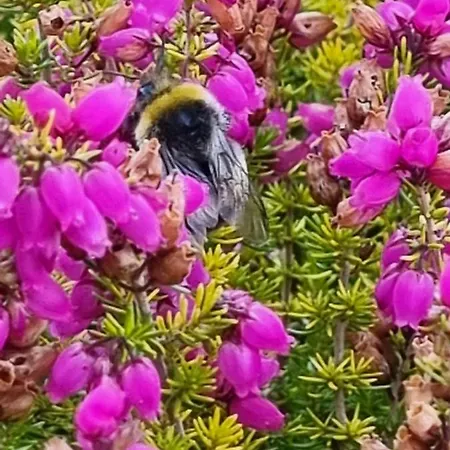 Café Und Höpen Idyll 3* Schneverdingen