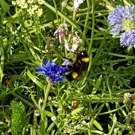 Cafe Und Hoepen Idyll 3* Schneverdingen