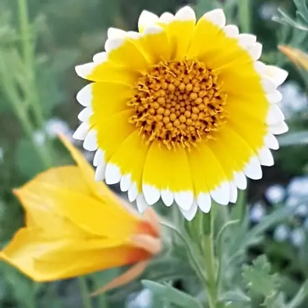 Cafe Und Hoepen Idyll Πανσιόν Schneverdingen