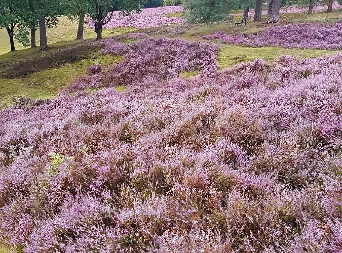 Cafe Und Hoepen Idyll Guest house Schneverdingen